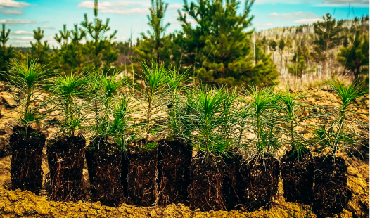 Save the forest